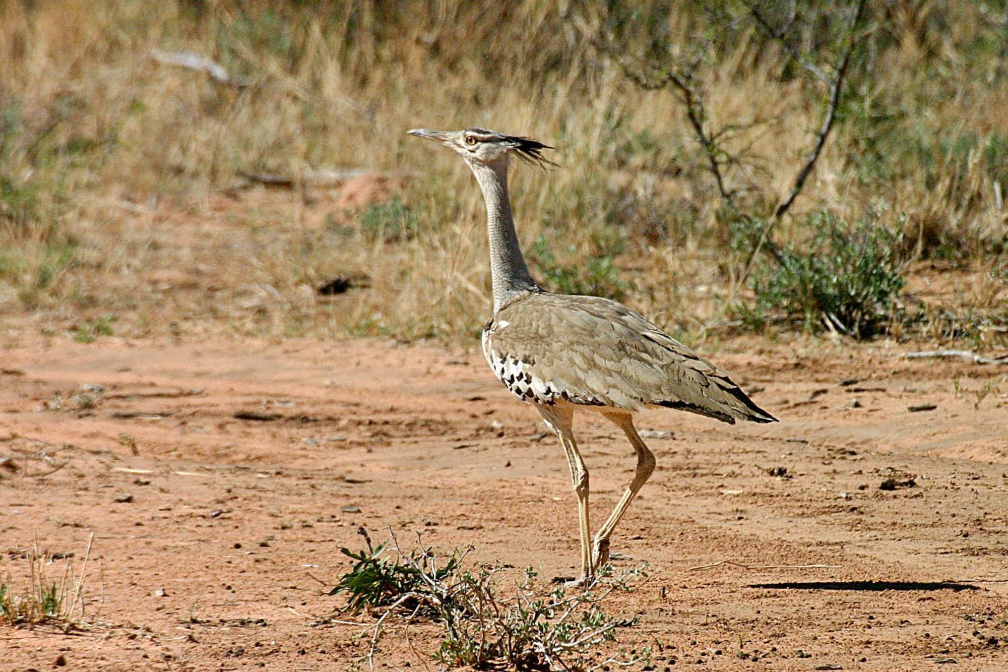 Waterberg Wilderness - One Namibia Villa Room photo